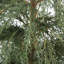 4' Cedar Tree
