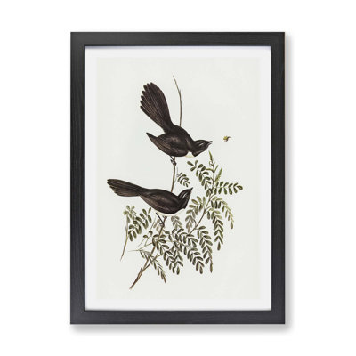 Black Fantailed Flycatcher Birds - Framed Print