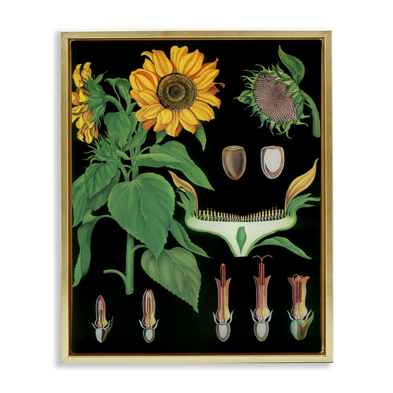 Cadre flottant à motif d'illustrations de tournesol, design Vintage Hustle, H 21 po x l 17 po, Cadre flottant métallique doré