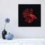 «Red Betta Fish» par PhotoINC Studio - Reproduction giclée sur toile tendue avec châssis-331355532-331355546
