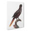 Black Lory by F. Levaillant - Wrapped Canvas-55371761