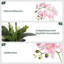 Arrangement de soie orchidée en pot-1709239946