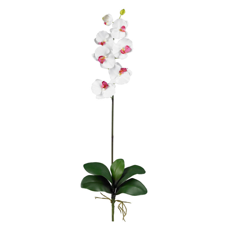 Tiges d'orchidées phalaenopsis, Blanc