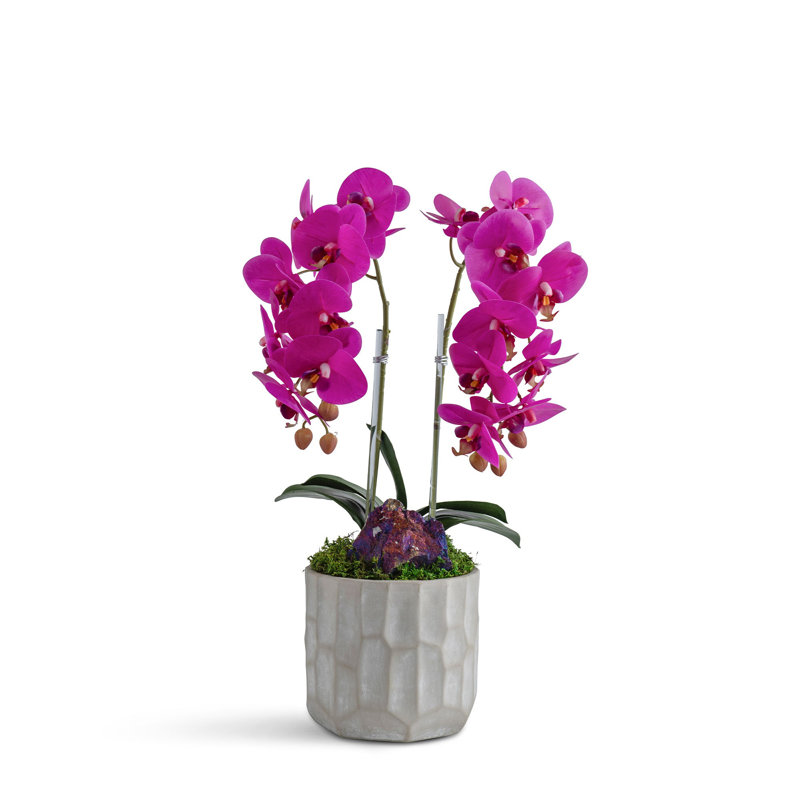 Double Orchid in Concrete Vase