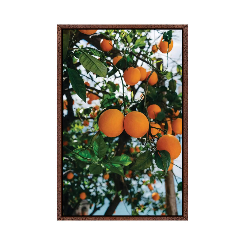 Amalfi Coast Oranges III by Bethany Young - Print on Canvas, 101.6cm H x 66.04cm W x 3.81cm D, Classic Brown Wood Framed