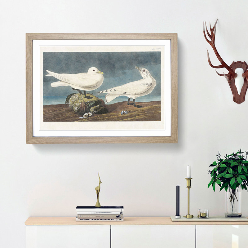 Ivory Gull by John Audubon - Picture Frame Painting Print, 48cm H x 65cm W x 2cm D, Oak Framed