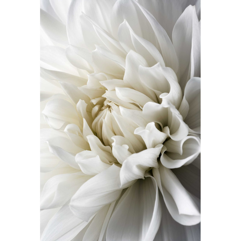 White Dahlia - Photographie sur toile tendue, H 18 po x l 12 po