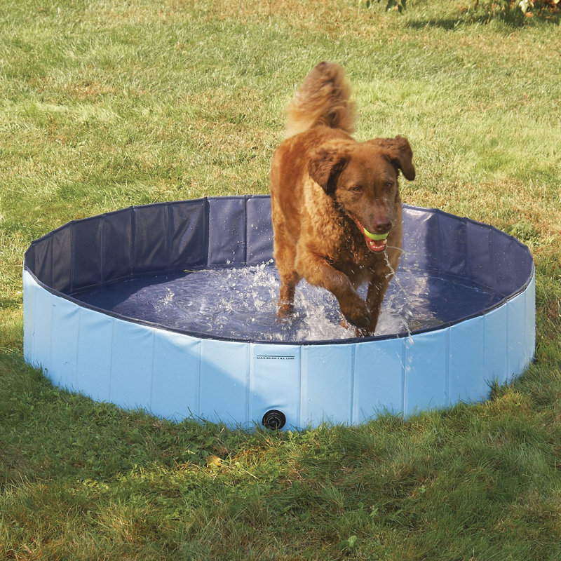 Plastic Round Pet Pool 12'' H x 63'' W x 63'' L