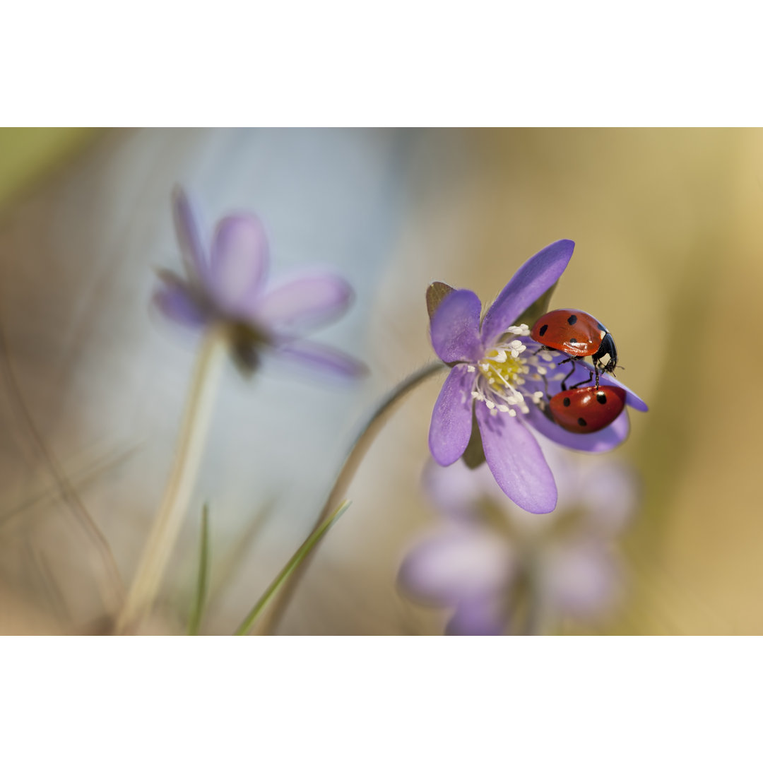 Marienkäfer auf Blume von Henrik_L - Leinwand Kunstdrucke