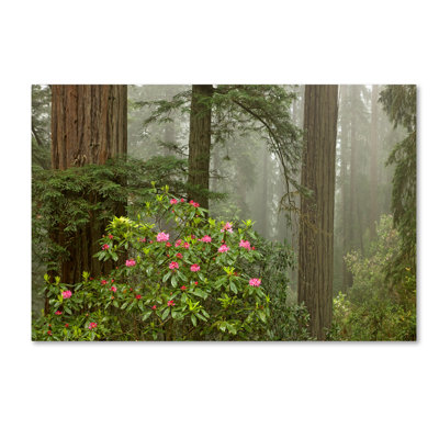 'Redwood Fog Rhododendrons' Photographic Print on Wrapped Canvas