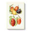 Vintage Illustrations Of Plums - Wrapped Canvas Painting-55299315