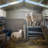 Outdoor Metal Storage Shed with Windows-105401312-112014291