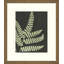 Graphic Lewis Ferns 6 Print