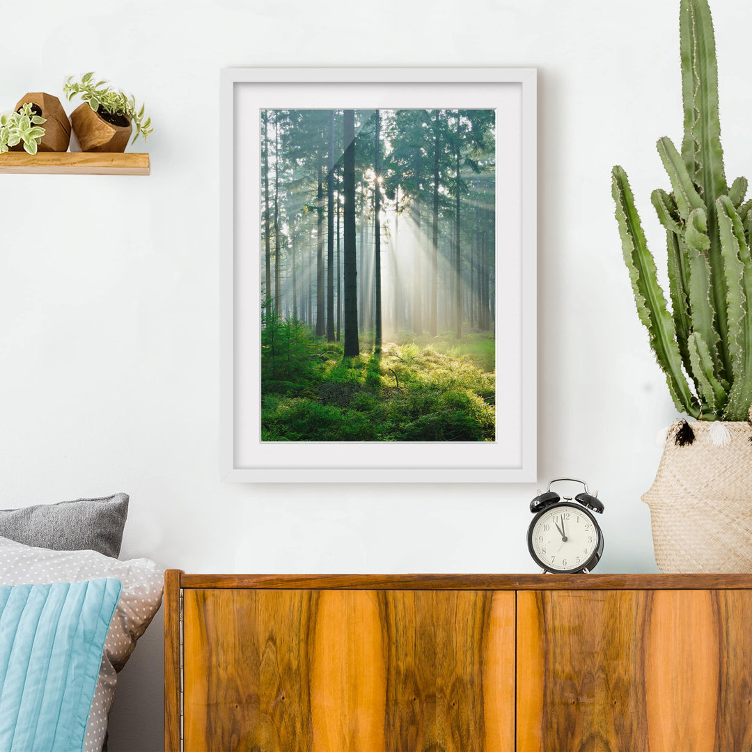 Gerahmtes Poster Beleuchteter Wald