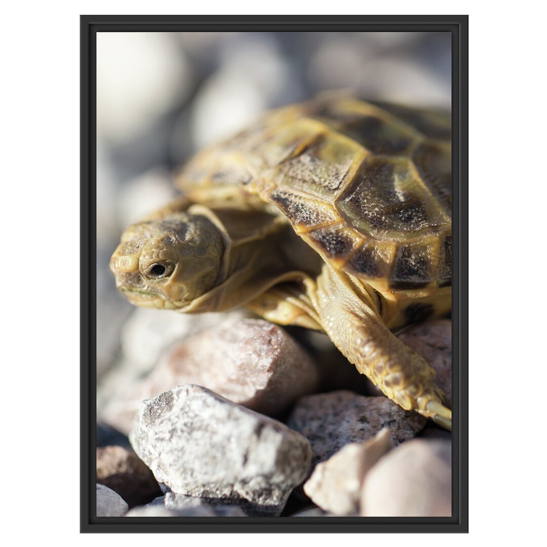 Gerahmtes Wandbild Kleine Schildkröte