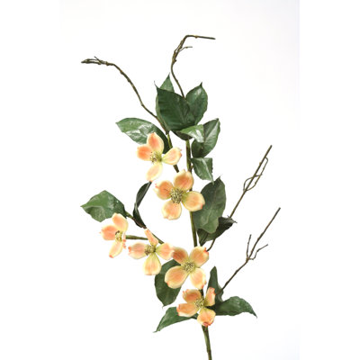 Jet dogwood moyen