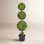 Boxwood Topiary in Pot