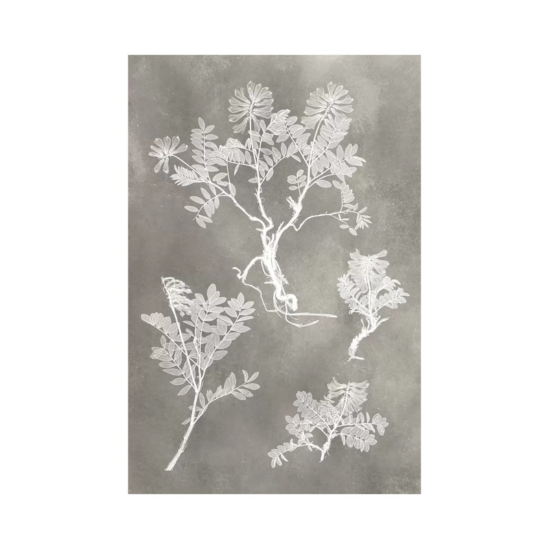 Herbarium Study II by Vision Studio - Wrapped Canvas Print, 101.6 cm H x 66.04 cm W x 3.175 cm D