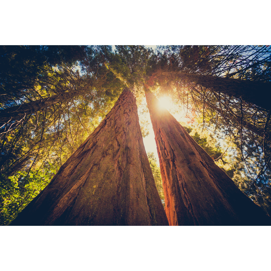 Sequoia Forest von Zodebala - Druck ohne Rahmen auf Leinwand