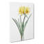 Golden Hurricane Lily by Pierre-Joseph Redoute - Wrapped Canvas-55366031
