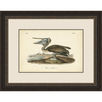«Brown Pelican» par John Audubon, reproduction de peinture à l'aquarelle encadrée
