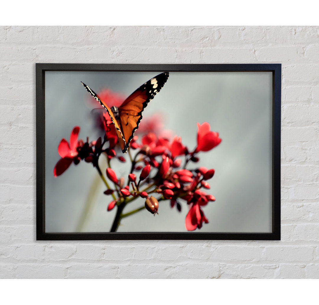 Orange Schmetterling auf Blume - Einzelner Bilderrahmen Kunstdrucke auf Leinwand