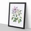 Violet Clematis Flowers - Picture Frame Painting Print-55605555-55605556