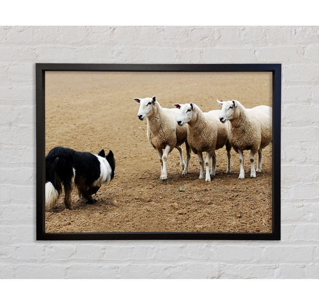 Sheepdog Roundup - Einzelner Bilderrahmen Kunstdrucke auf Leinwand