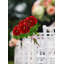 Tige de pivoine Primrue, paquet de 12-2038049745