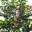 Mini buisson de 4 pi tous les jours-1001797122