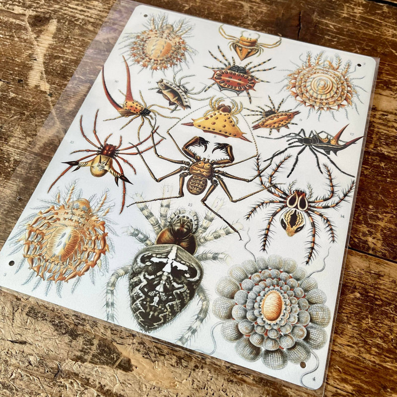 Ernst Haeckel Spider - No Frame Print on Metal
