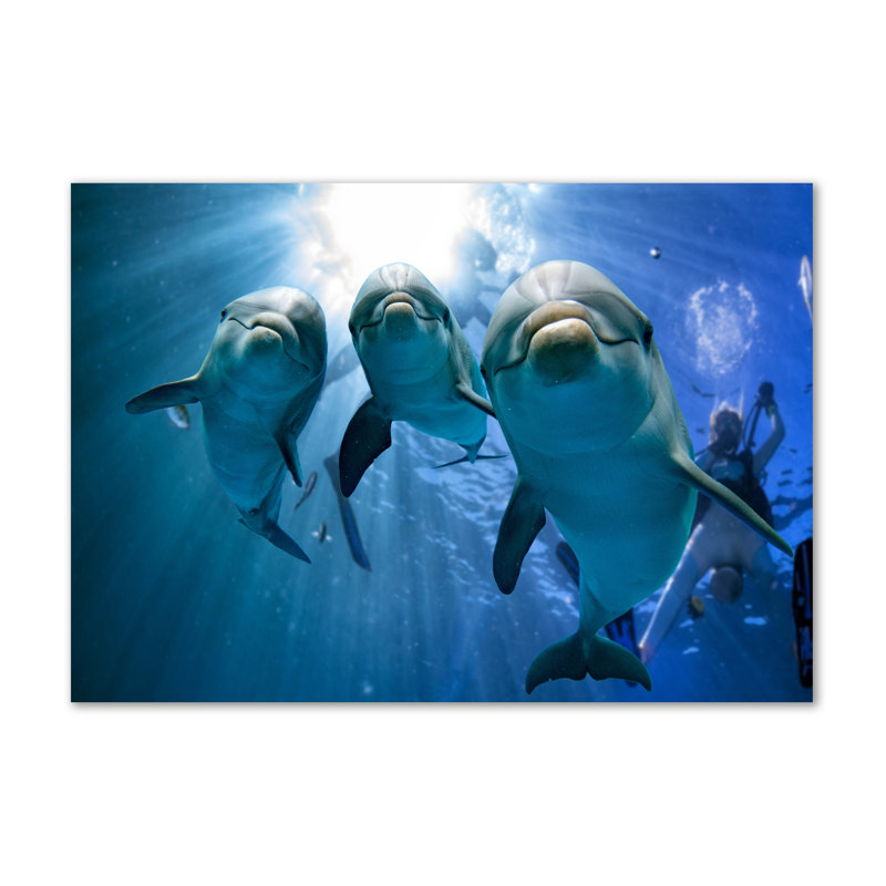 Three Dolphins - Wrapped Canvas Print