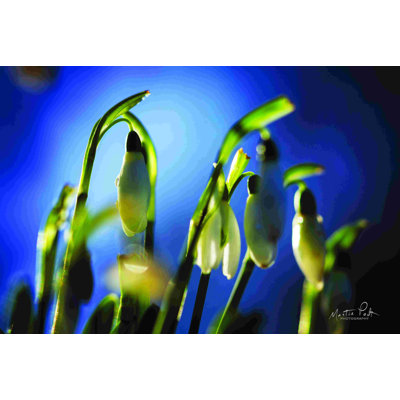 «Snowdrops V» par Martin Podt - impression sur toile tendue