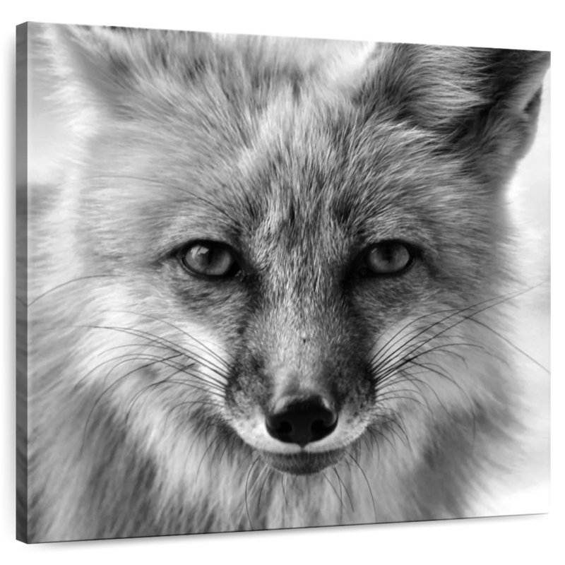 Crowle Fox Portrait, H 10 po x l 10 po