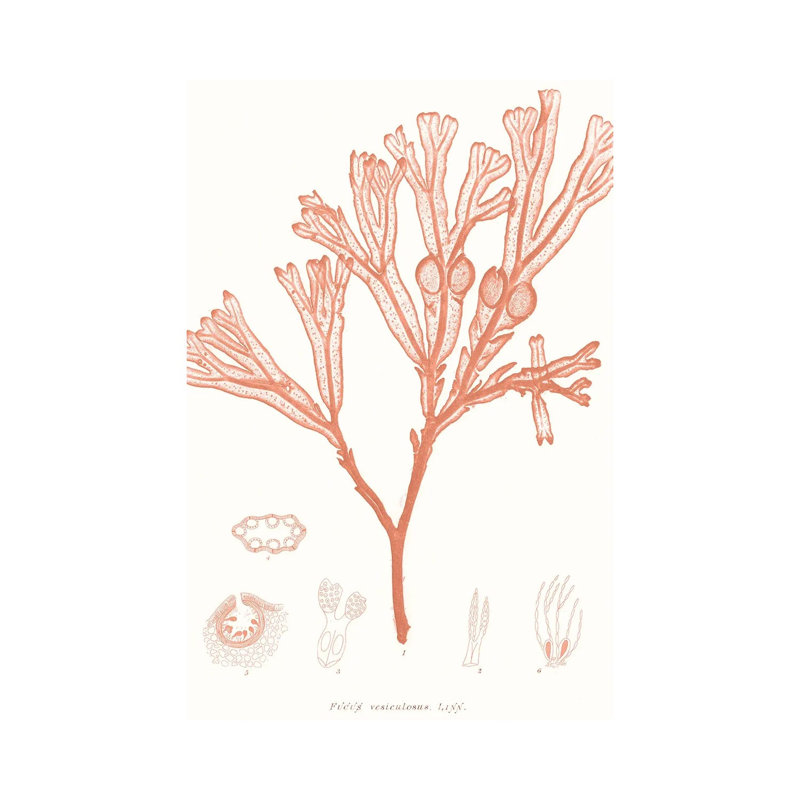 Vivid Coral Seaweed III by Vision Studio - Wrapped Canvas Print, 66.04 cm H x 45.72 cm W x 3.175 cm D