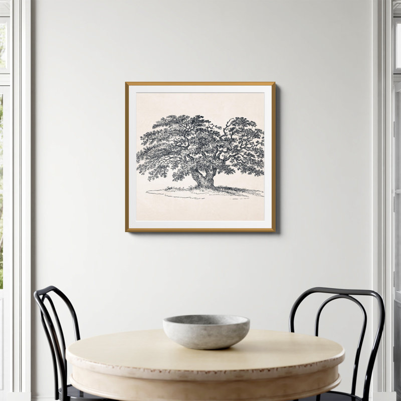 «Wide Oak Tree S Croquis» par Apolo, Papier avec cadre unique doré, Oui, H 30 po x l 30 po