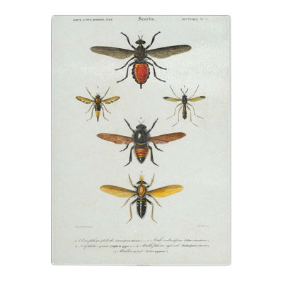 Tempered Glass Insect Illustrations PL. L by Charles D' Orbigny Chopping Board
