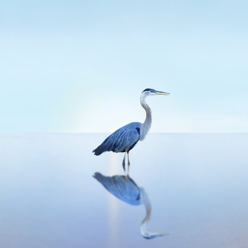 Beachscape Heron II by James McLoughlin - Wrapped Canvas Print, 76cm H x 76cm W