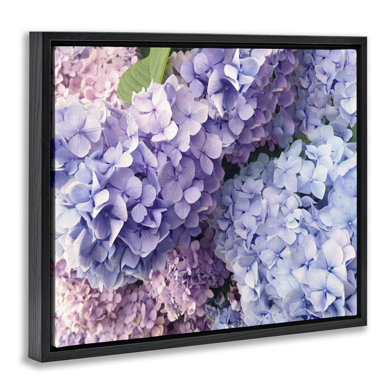 Pétales de fleurs d'hortensia pastel, H 21 po x l 17 po, Cadre flottant noir de jais