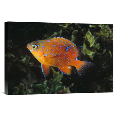 " Garibaldi Juvenile, California "
