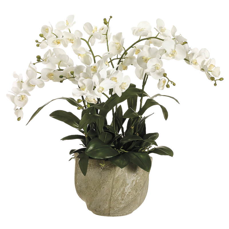 30H29W29"L PHALAE.ORCHID(P)WH