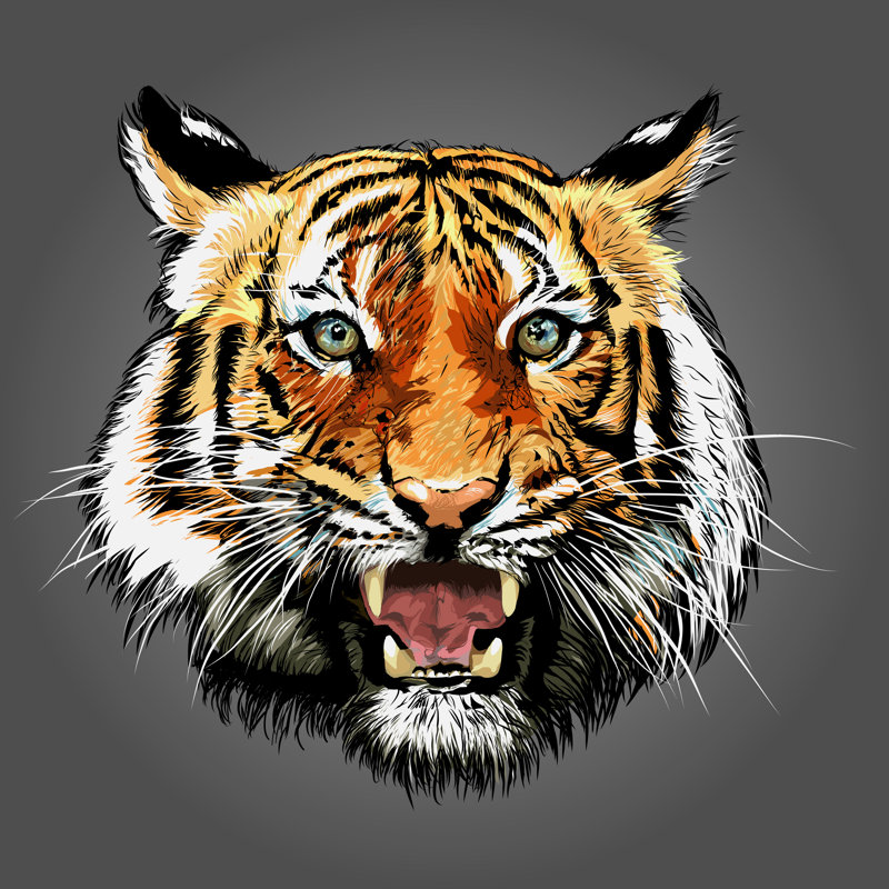 Indiahoma " Tiger Illustration " by Isaxar, 30" H x 30" W