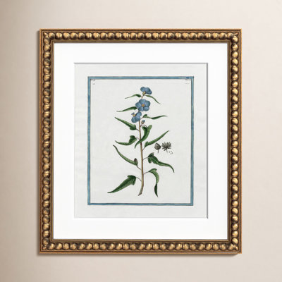 Colombe "Shabby Elegance Botanical I" Print