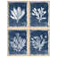 Ensemble 4 pièces d'art mural botanique d'algues côtières - impressions encadrées bleu indigo pour décoration de maison de plage ou de salle de bain-112375304-112375308