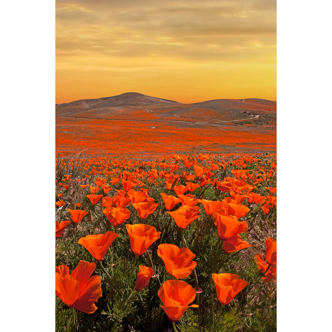 Leinwandbild Golden Skies über Kalifornien Poppies von Left Coast Cali