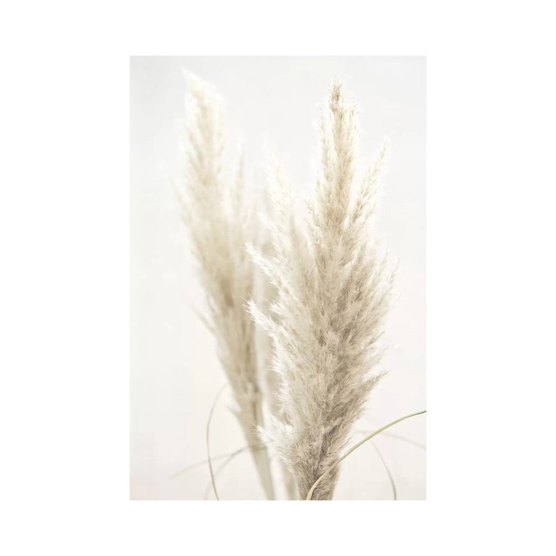Pampas Reed II by Monika Strigel - Print on Canvas, Wrapped Canvas, 101.6cm H x 66.04cm W x 3.81cm D