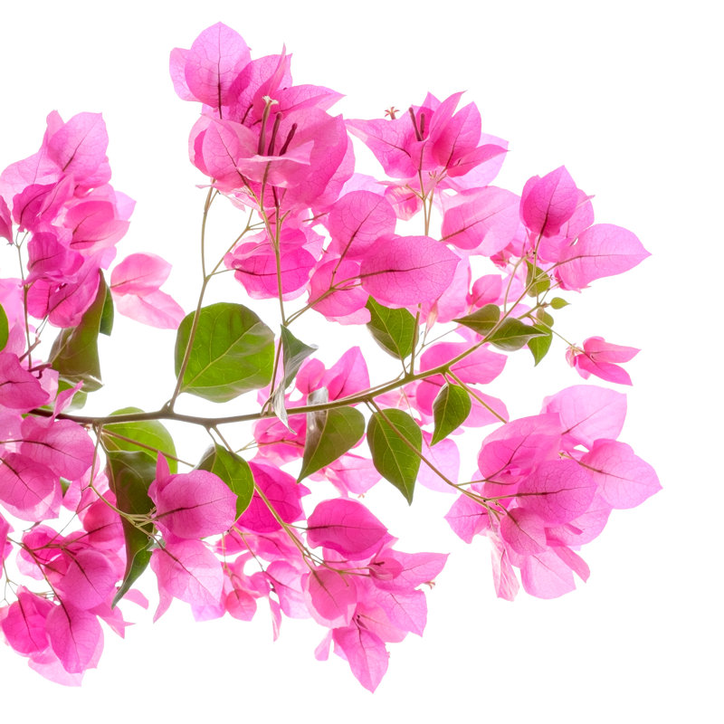 «Keyonda», bougainvilliers roses sur fond blanc, isolé sur toile par Islander11, H 30 po x l 30 po x P 1,25 po