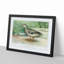 A Mallard Duck by J.L. Ridgway - Single Picture Frame Painting-55453491-55453492