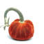 Apricot Silk Velvet Pumpkin-1680123372