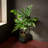 Shavae Ceramic Pot Planter